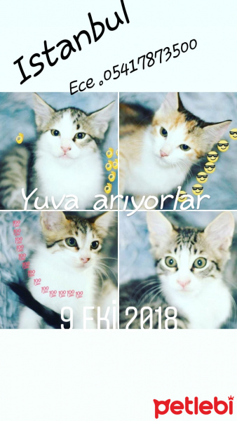 Bombay, Kedi  Yuva fotoğrafı