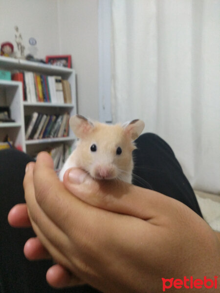 Hamster, Kemirgen  Morty fotoğrafı