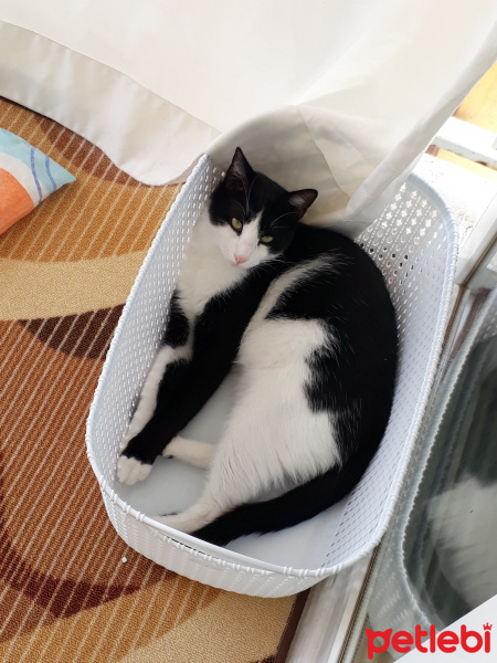 Tuxedo (Smokin) Kedi, Kedi  Minik fotoğrafı