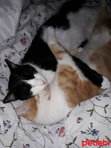 Tuxedo (Smokin) Kedi, Kedi  Minik fotoğrafı