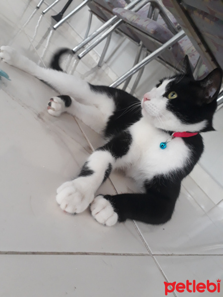 Tuxedo (Smokin) Kedi, Kedi  Minik fotoğrafı