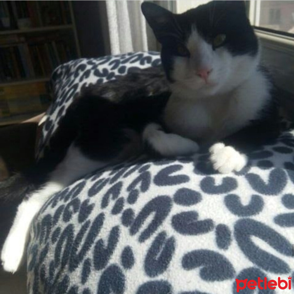 Tuxedo (Smokin) Kedi, Kedi  Minik fotoğrafı