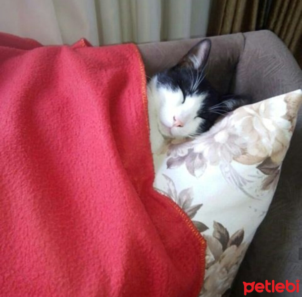 Tuxedo (Smokin) Kedi, Kedi  Minik fotoğrafı