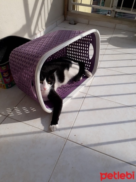 Tuxedo (Smokin) Kedi, Kedi  Minik fotoğrafı