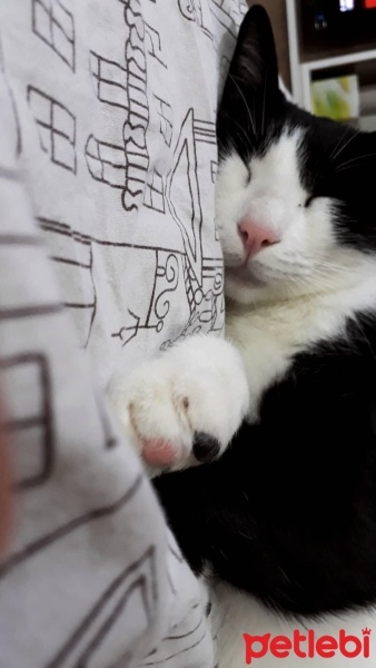 Tuxedo (Smokin) Kedi, Kedi  Minik fotoğrafı