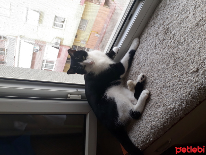Tuxedo (Smokin) Kedi, Kedi  Minik fotoğrafı