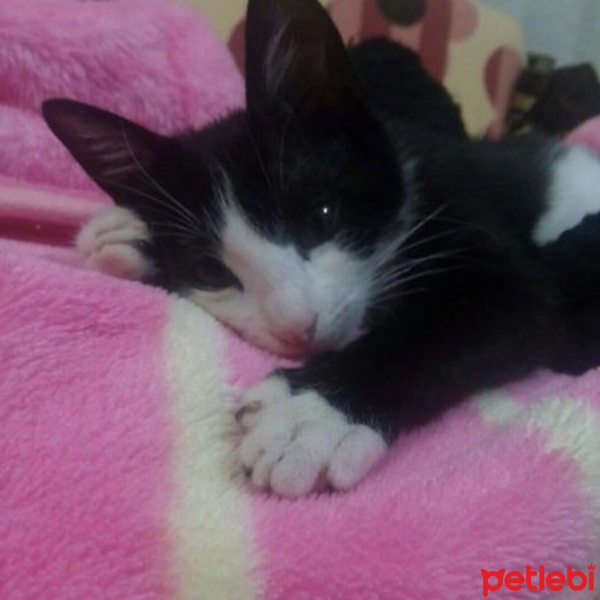 Tuxedo (Smokin) Kedi, Kedi  Minik fotoğrafı