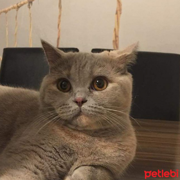 British Shorthair, Kedi  Şila fotoğrafı