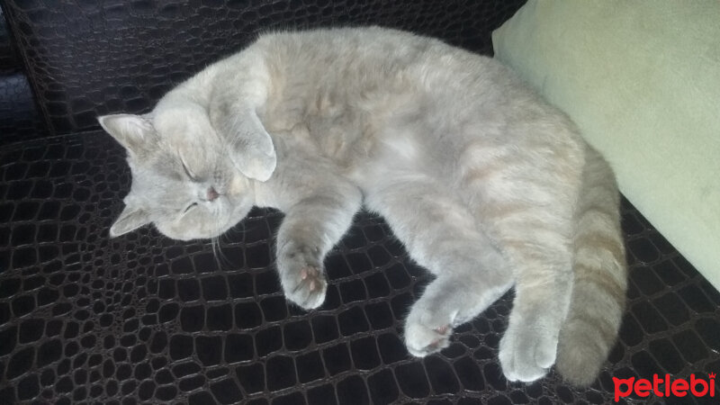 British Shorthair, Kedi  Şila fotoğrafı