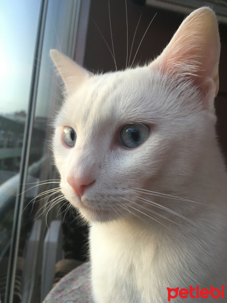 Soke, Kedi  Bulut fotoğrafı