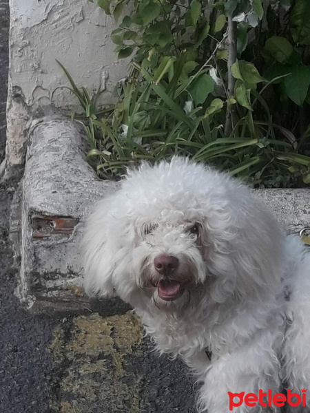 Maltese, Köpek  Pamuk fotoğrafı