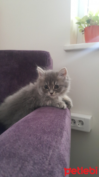 British Shorthair, Kedi  Metis fotoğrafı