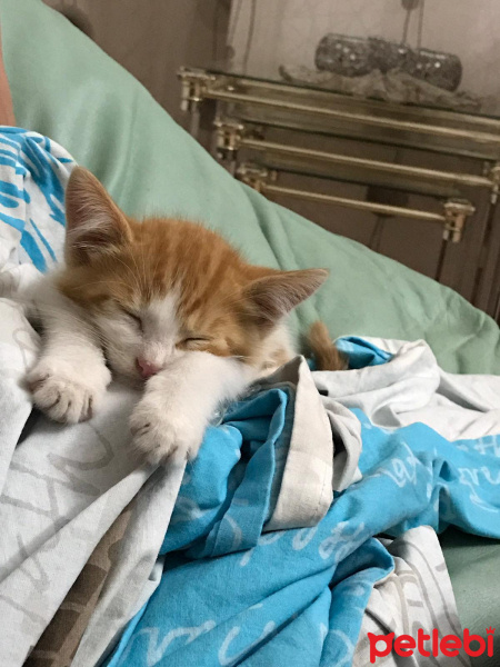 Sarman, Kedi  Balım fotoğrafı