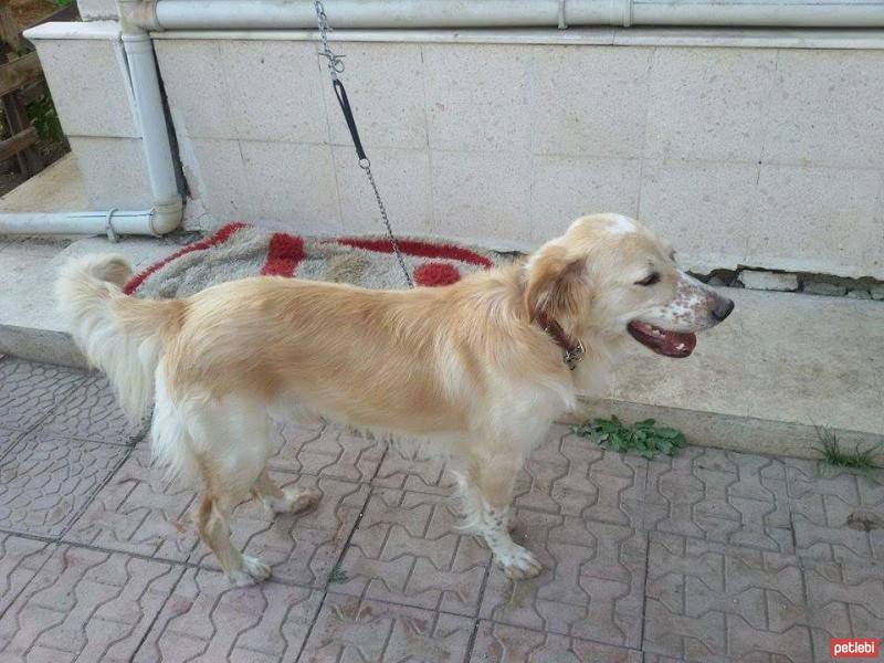 Golden Retriever, Köpek  Benekli fotoğrafı