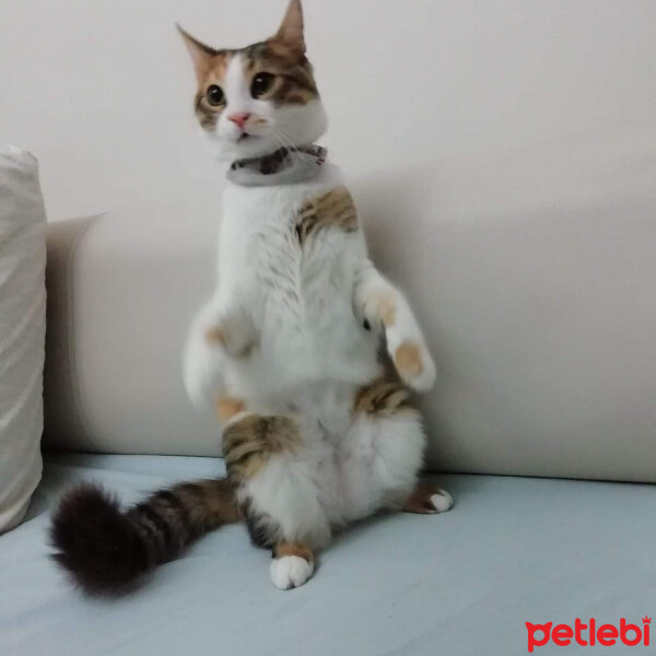 Tekir Kedi, Kedi  Badem fotoğrafı