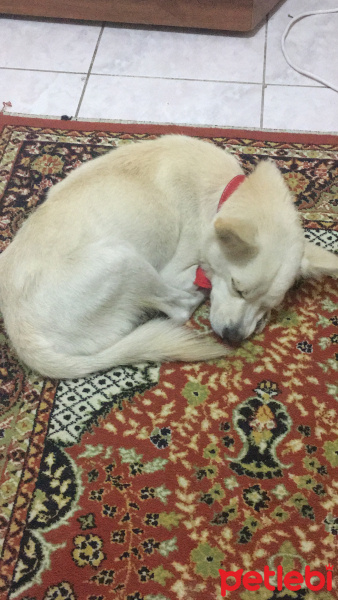 Sokö (Sokak Köpeği), Köpek  Jeff fotoğrafı