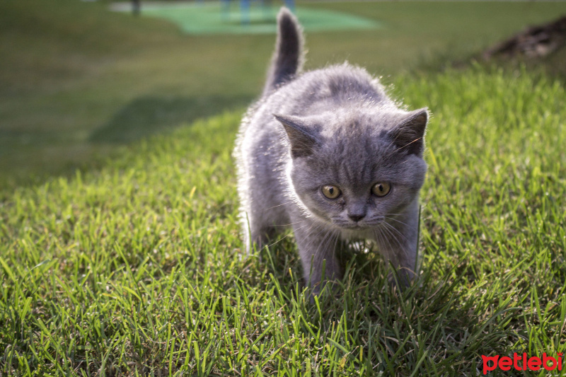 British Shorthair, Kedi  Tonya fotoğrafı