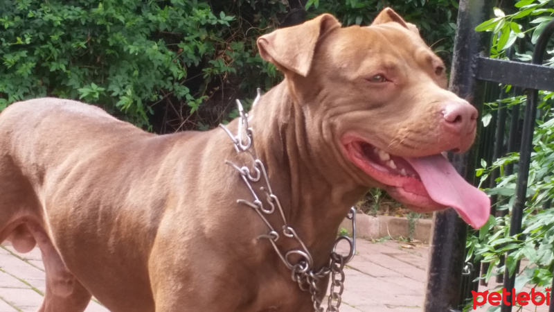 Amerikan Pitbull Terrier, Köpek  Kaos fotoğrafı