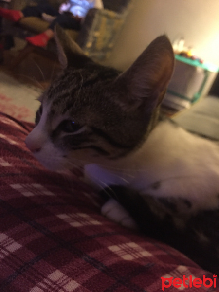 Tekir Kedi, Kedi  Şans fotoğrafı