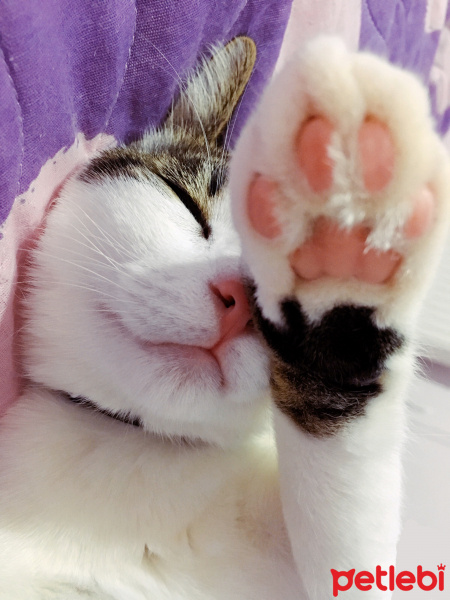 Tekir Kedi, Kedi  Boncuk fotoğrafı