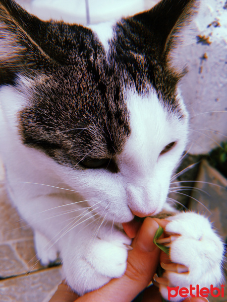 Tekir Kedi, Kedi  Boncuk fotoğrafı