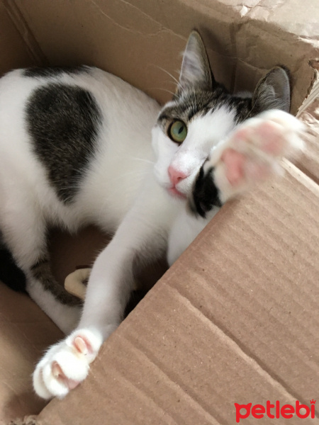 Tekir Kedi, Kedi  Boncuk fotoğrafı