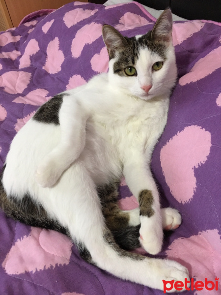 Tekir Kedi, Kedi  Boncuk fotoğrafı