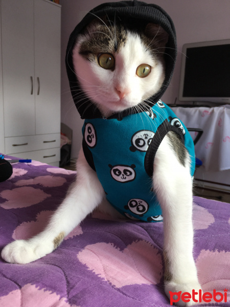 Tekir Kedi, Kedi  Boncuk fotoğrafı