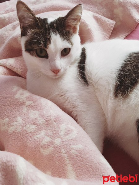Tekir Kedi, Kedi  Boncuk fotoğrafı