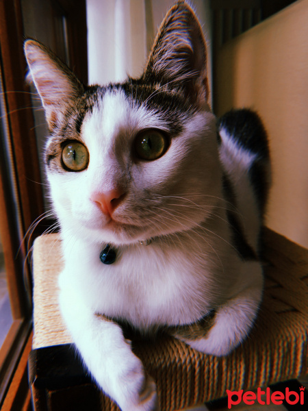 Tekir Kedi, Kedi  Boncuk fotoğrafı