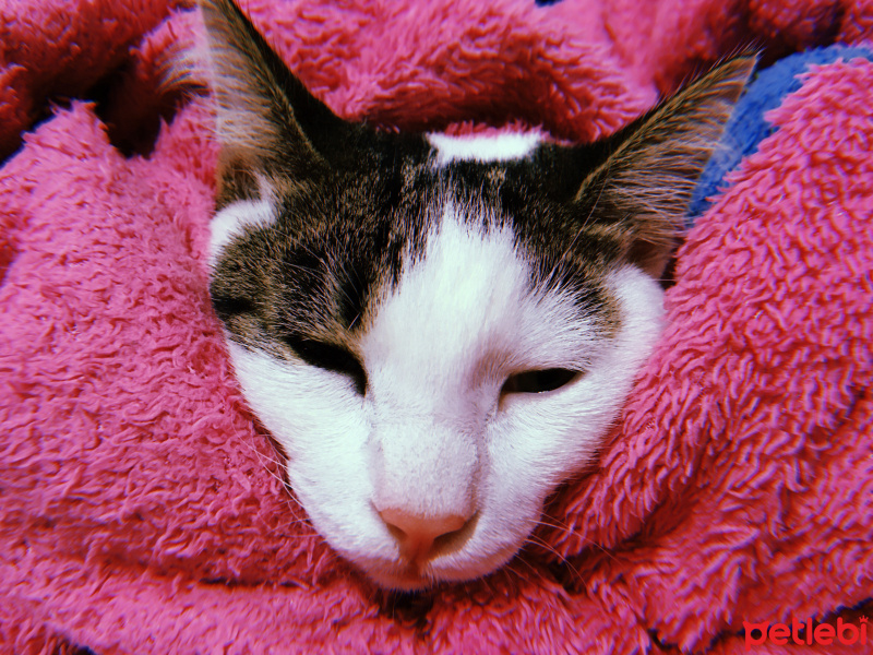Tekir Kedi, Kedi  Boncuk fotoğrafı