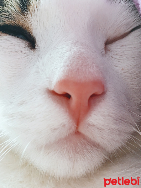 Tekir Kedi, Kedi  Boncuk fotoğrafı