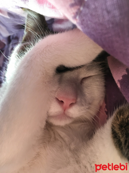 Tekir Kedi, Kedi  Boncuk fotoğrafı
