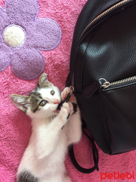 Tekir Kedi, Kedi  Boncuk fotoğrafı