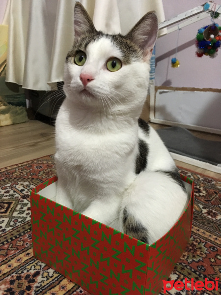Tekir Kedi, Kedi  Boncuk fotoğrafı