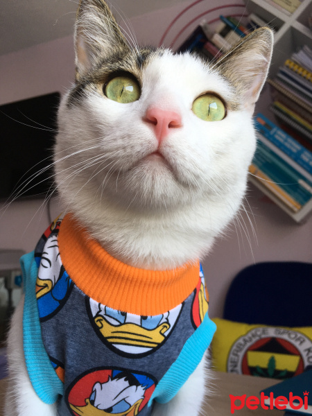 Tekir Kedi, Kedi  Boncuk fotoğrafı