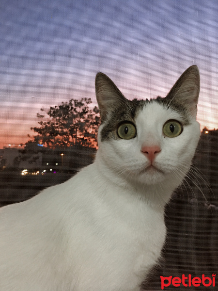 Tekir Kedi, Kedi  Boncuk fotoğrafı