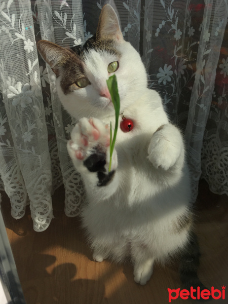 Tekir Kedi, Kedi  Boncuk fotoğrafı