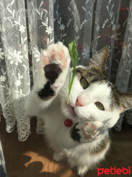 Tekir Kedi, Kedi  Boncuk fotoğrafı