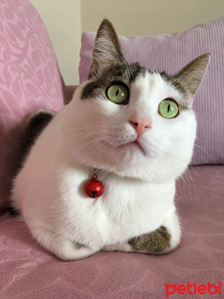 Tekir Kedi, Kedi  Boncuk fotoğrafı