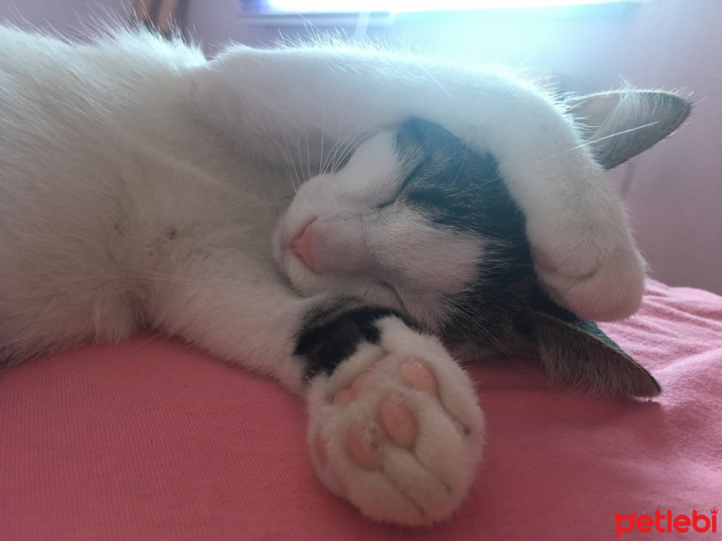 Tekir Kedi, Kedi  Boncuk fotoğrafı