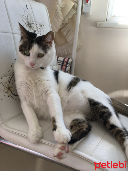 Tekir Kedi, Kedi  Boncuk fotoğrafı