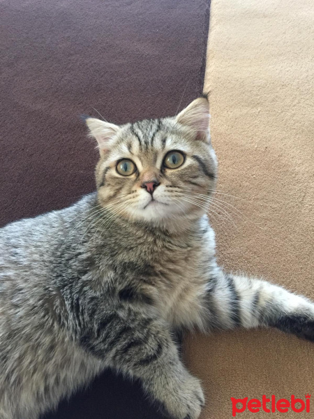 Scottish Fold, Kedi  Şans fotoğrafı