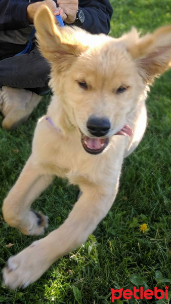 Golden Retriever, Köpek  Sharlock fotoğrafı