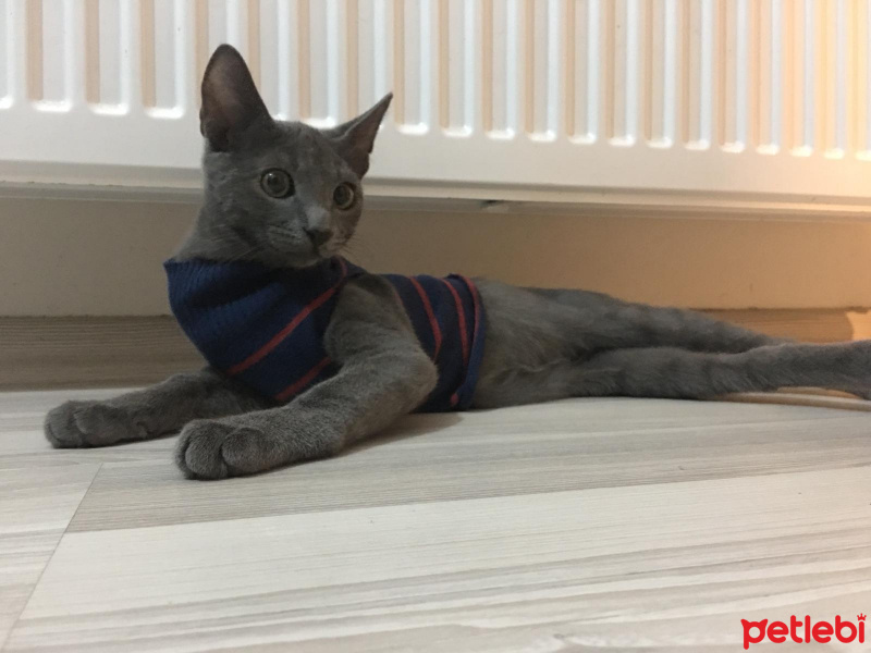 Mavi Rus, Kedi  Berlin fotoğrafı