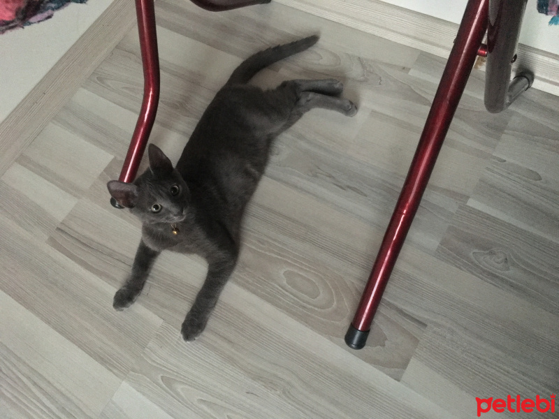 Mavi Rus, Kedi  Berlin fotoğrafı