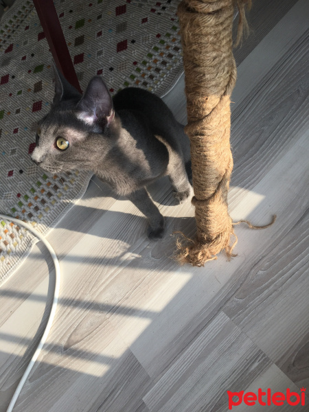 Mavi Rus, Kedi  Berlin fotoğrafı