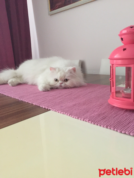 İran Kedisi (Persian), Kedi  Casper fotoğrafı