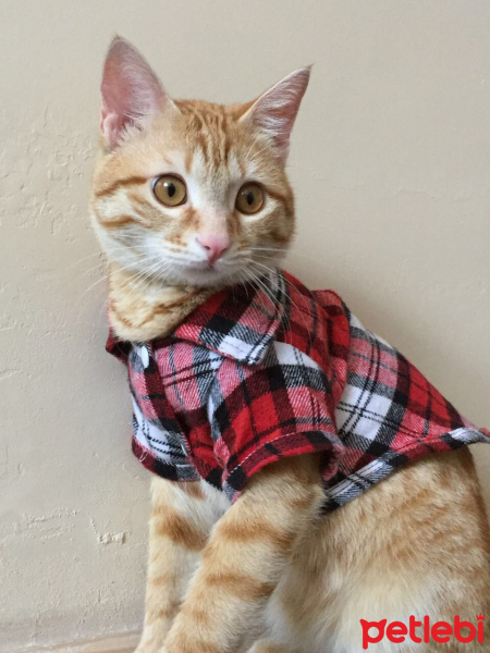 Tekir Kedi, Kedi  Leo fotoğrafı
