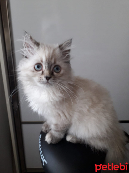 Ragdoll, Kedi  Naneli fotoğrafı